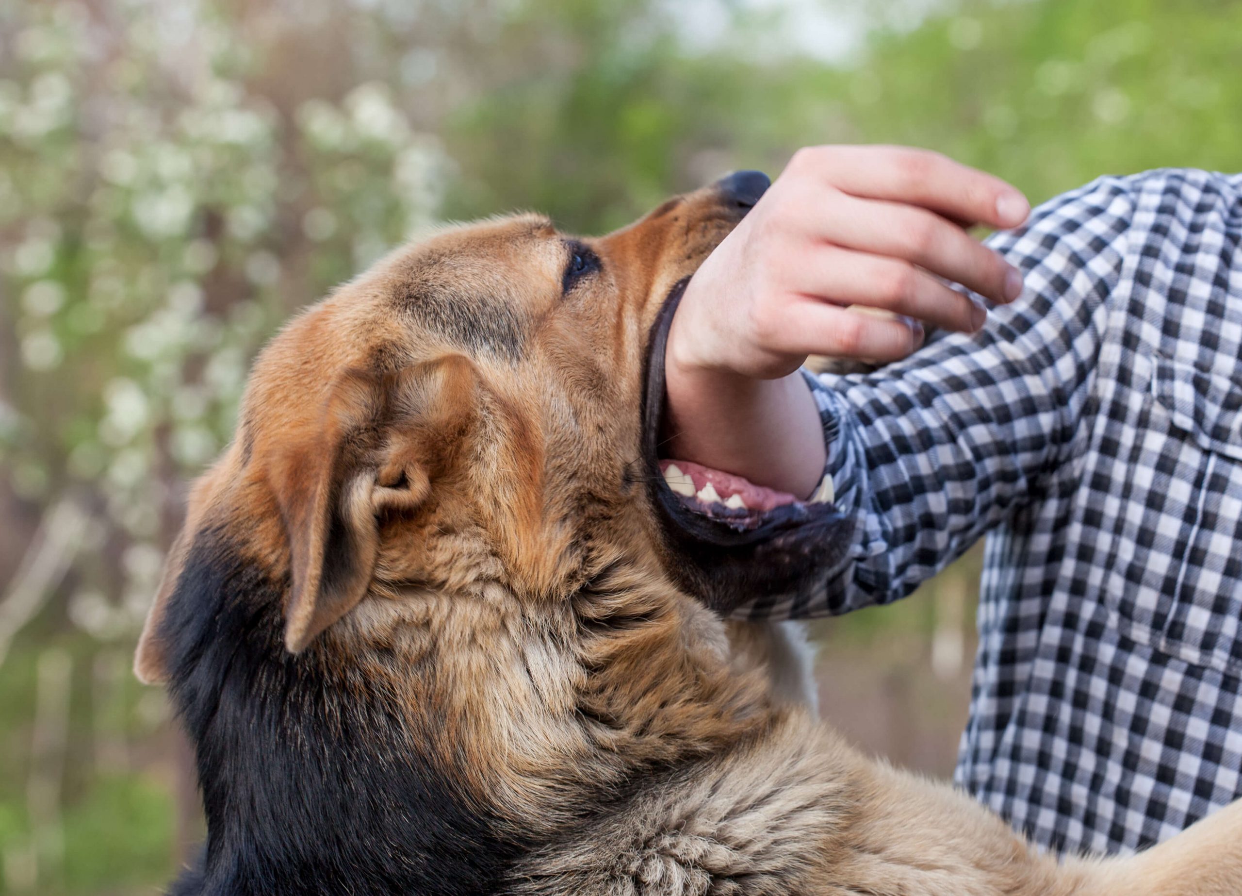 Dog attack