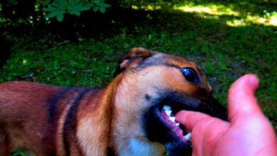 Dog Bite Liability in Iowa