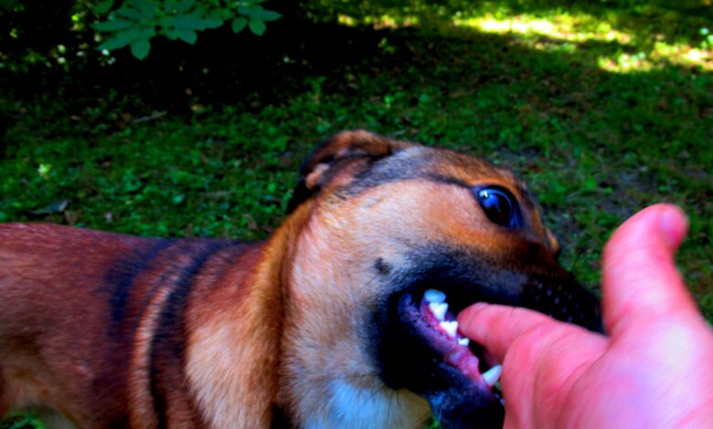 Dog Bite Liability in Iowa